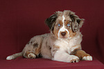 hundefotos miniature_australian_shepherd