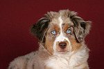 hundefotos miniature_australian_shepherd