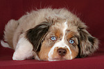hundefotos miniature_australian_shepherd
