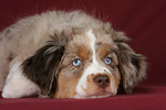 hundefotos miniature_australian_shepherd
