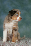 hundefotos miniature_australian_shepherd