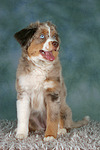 hundefotos miniature_australian_shepherd