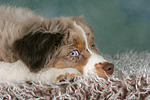 hundefotos miniature_australian_shepherd