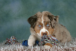 hundefotos miniature_australian_shepherd