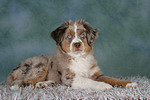 hundefotos miniature_australian_shepherd