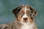 hundefotos miniature_australian_shepherd
