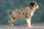 hundefotos miniature_australian_shepherd