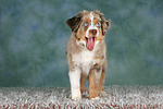 hundefotos miniature_australian_shepherd