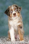 hundefotos miniature_australian_shepherd
