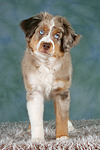 hundefotos miniature_australian_shepherd
