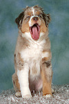 hundefotos miniature_australian_shepherd