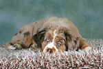 hundefotos miniature_australian_shepherd