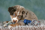 hundefotos miniature_australian_shepherd