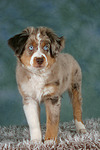 hundefotos miniature_australian_shepherd