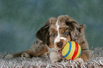 hundefotos miniature_australian_shepherd