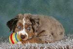 hundefotos miniature_australian_shepherd
