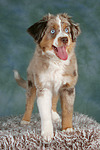 hundefotos miniature_australian_shepherd