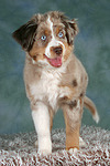 hundefotos miniature_australian_shepherd