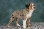 hundefotos miniature_australian_shepherd
