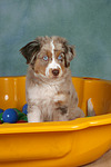 hundefotos miniature_australian_shepherd