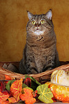 katzenfotos britisch_kurzhaar