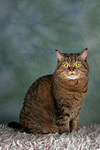 katzenfotos britisch_kurzhaar