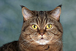 katzenfotos britisch_kurzhaar
