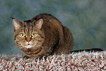 katzenfotos britisch_kurzhaar