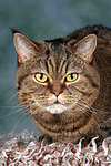 katzenfotos britisch_kurzhaar