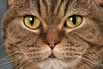 katzenfotos britisch_kurzhaar