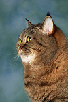 katzenfotos britisch_kurzhaar
