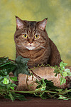 katzenfotos britisch_kurzhaar