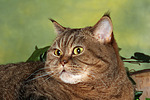 katzenfotos britisch_kurzhaar
