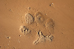 hundefotos hunde_details