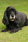 hundefotos cocker_spaniel