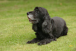 hundefotos cocker_spaniel