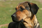 hundefotos hundefotos_mischling