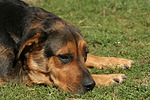 hundefotos hundefotos_mischling