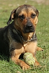 hundefotos hundefotos_mischling