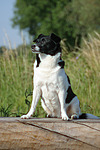 hundefotos hundefotos_mischling