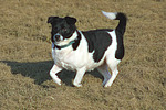 hundefotos hundefotos_mischling