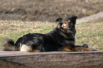 hundefotos hundefotos_mischling
