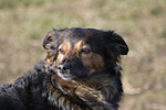 hundefotos hundefotos_mischling