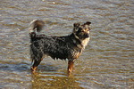 hundefotos hundefotos_mischling