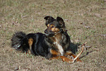 hundefotos hundefotos_mischling