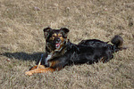 hundefotos hundefotos_mischling
