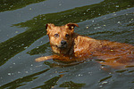 hundefotos hundefotos_mischling