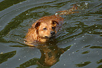 hundefotos hundefotos_mischling