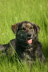 hundefotos hundefotos_mischling