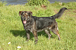 hundefotos hundefotos_mischling
